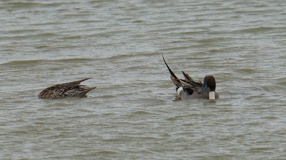 Northern Pintail - Zongzhuang Liu