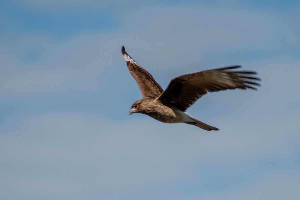 Chimango Caracara - ARIEL ROTONDO