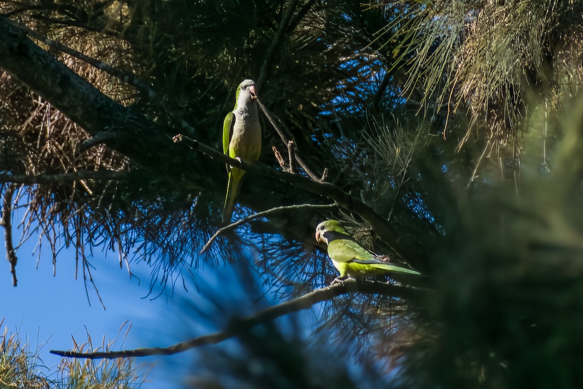 Monk Parakeet - ARIEL ROTONDO