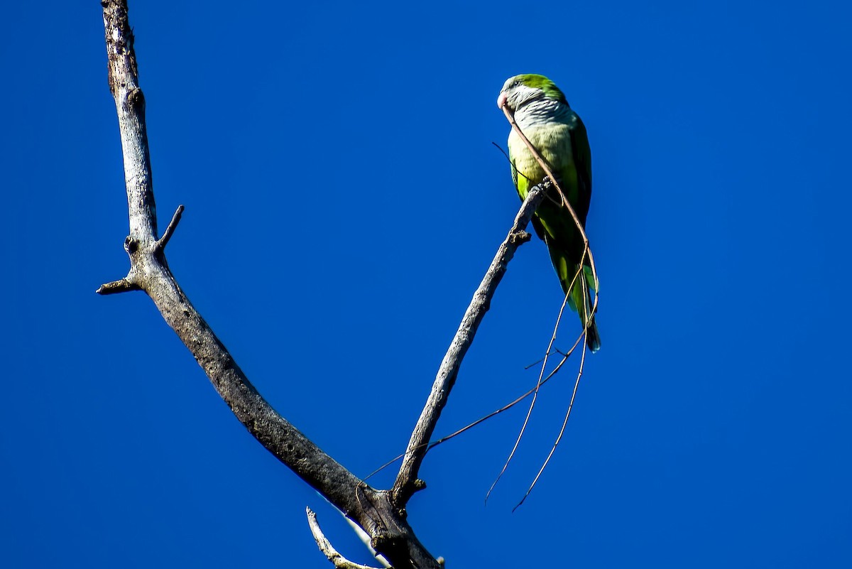 Monk Parakeet - ARIEL ROTONDO