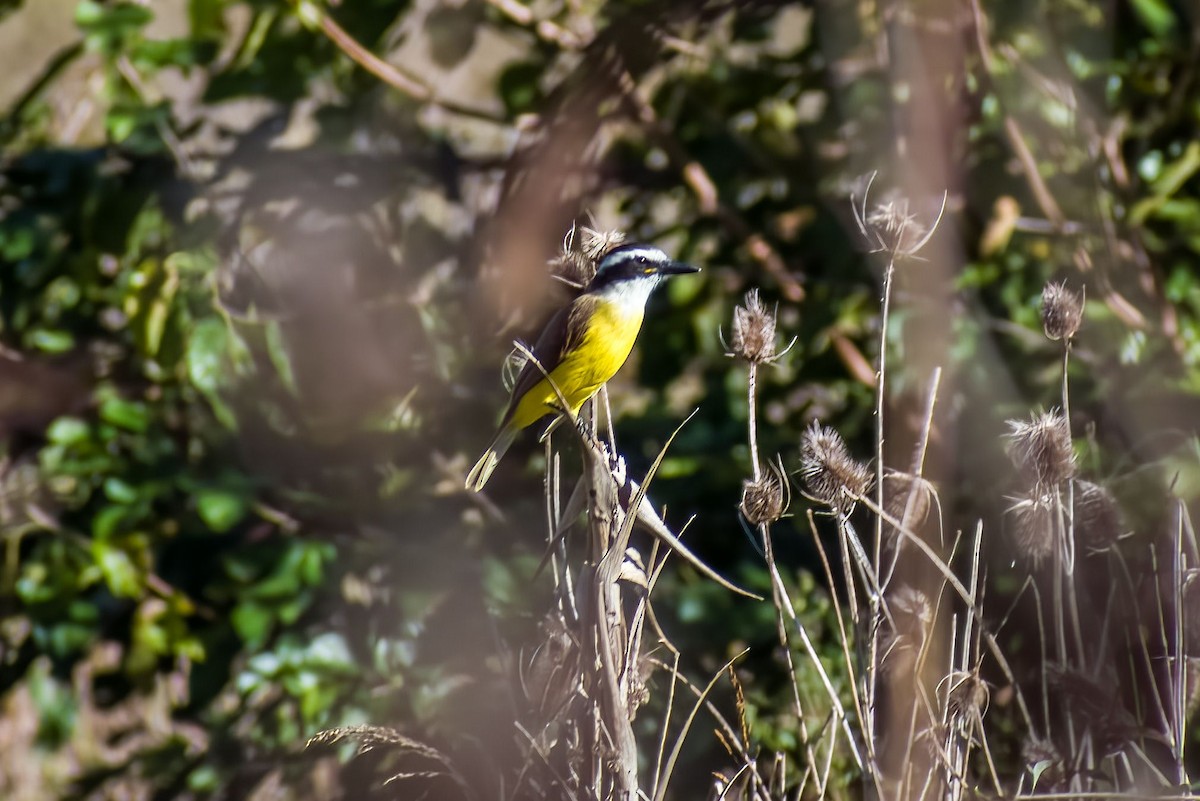 Great Kiskadee - ML618265790