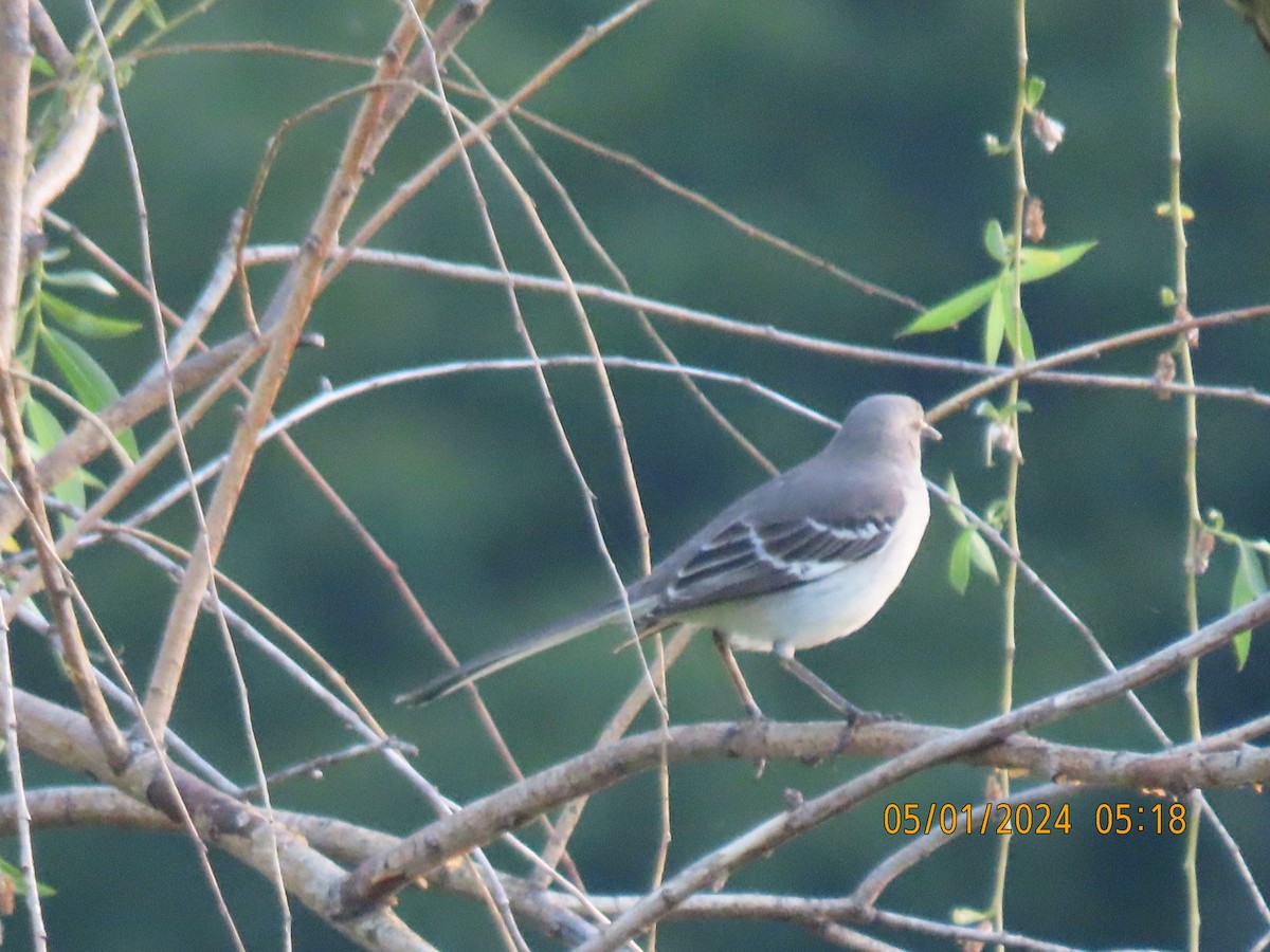 Northern Mockingbird - Leon Book