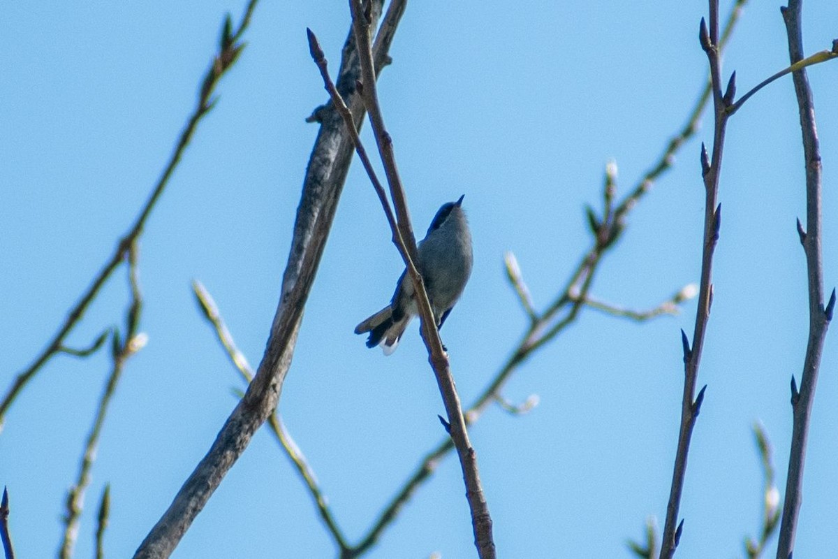 Masked Gnatcatcher - ARIEL ROTONDO