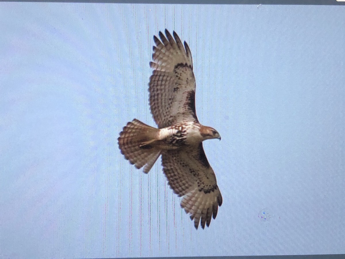 Red-tailed Hawk (borealis) - Jules S