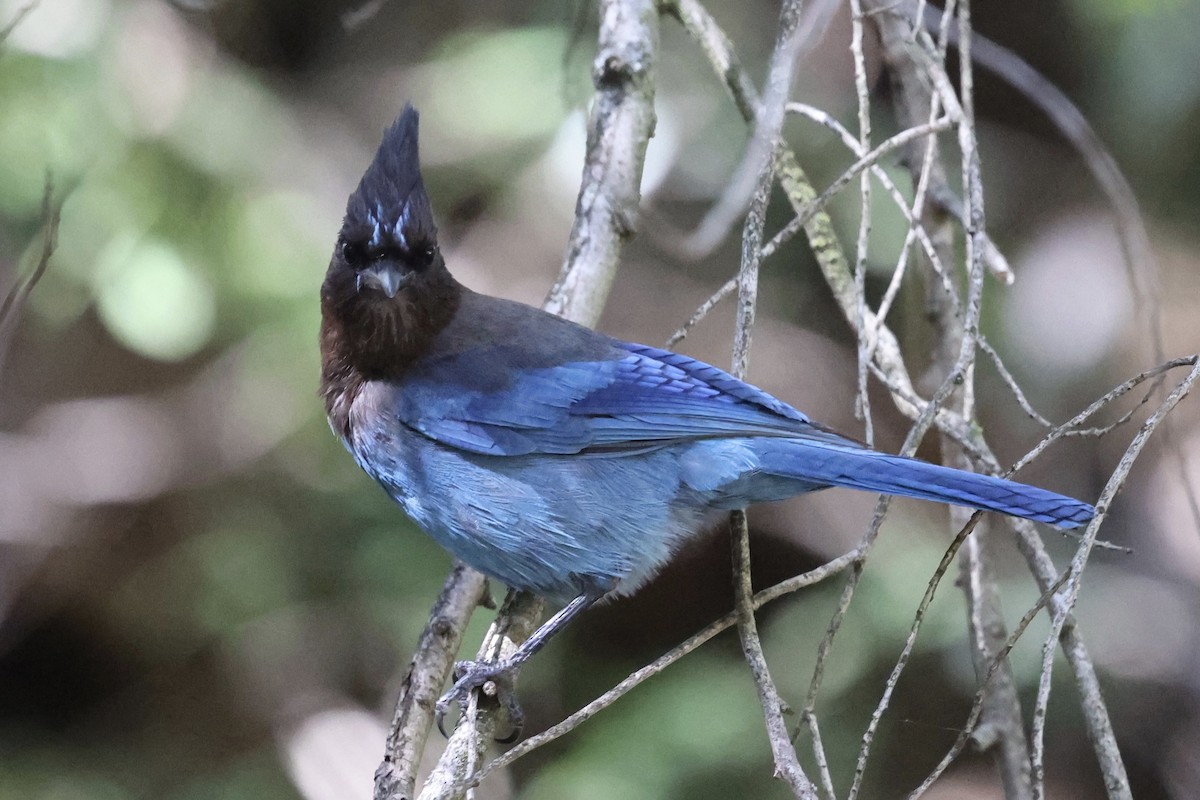 Steller's Jay - Ann Stockert