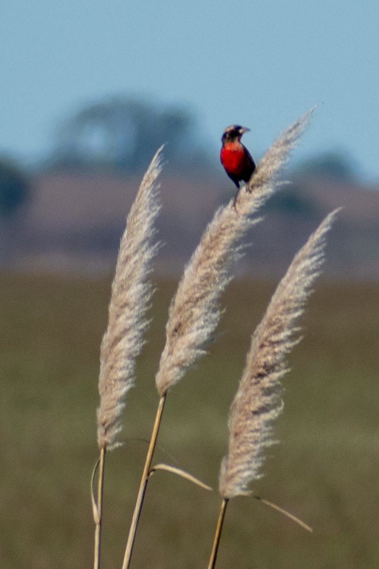 White-browed Meadowlark - ML618265829