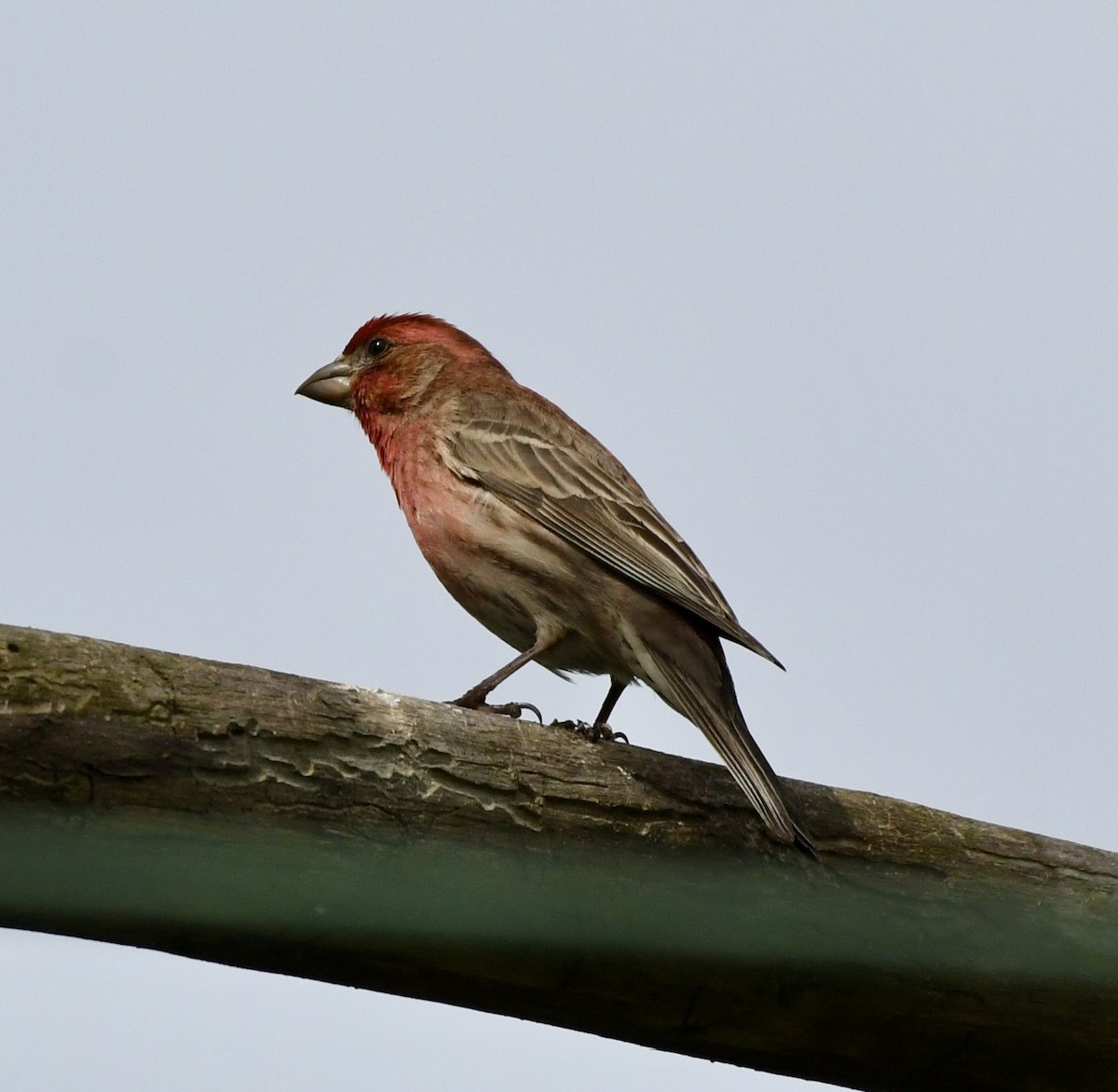 House Finch - wendy ambrefe