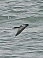 Wilson's Storm-Petrel - Mathieu Soetens