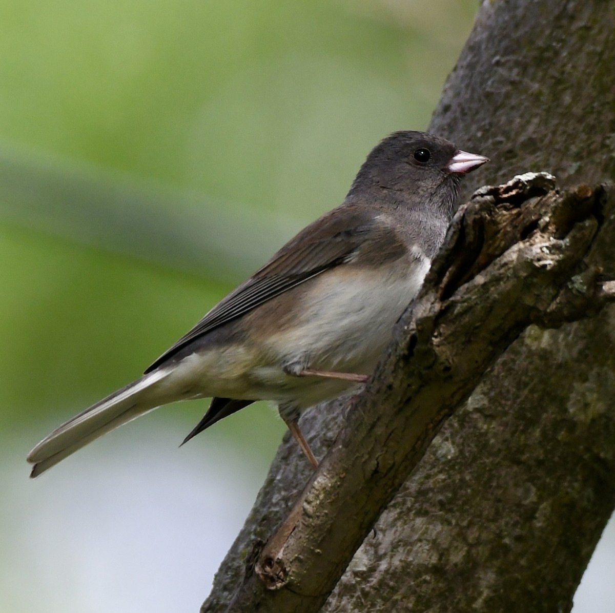 Dark-eyed Junco - wendy ambrefe