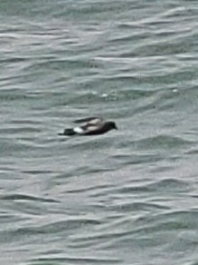 Wilson's Storm-Petrel - ML618265857