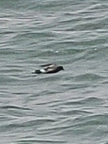 Wilson's Storm-Petrel - Mathieu Soetens