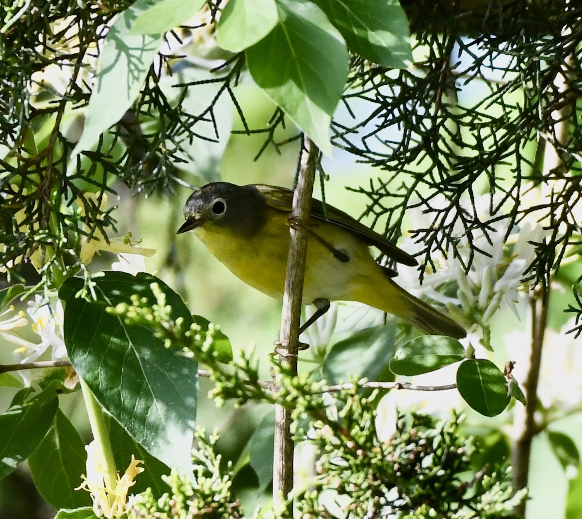 Nashville Warbler - wendy ambrefe