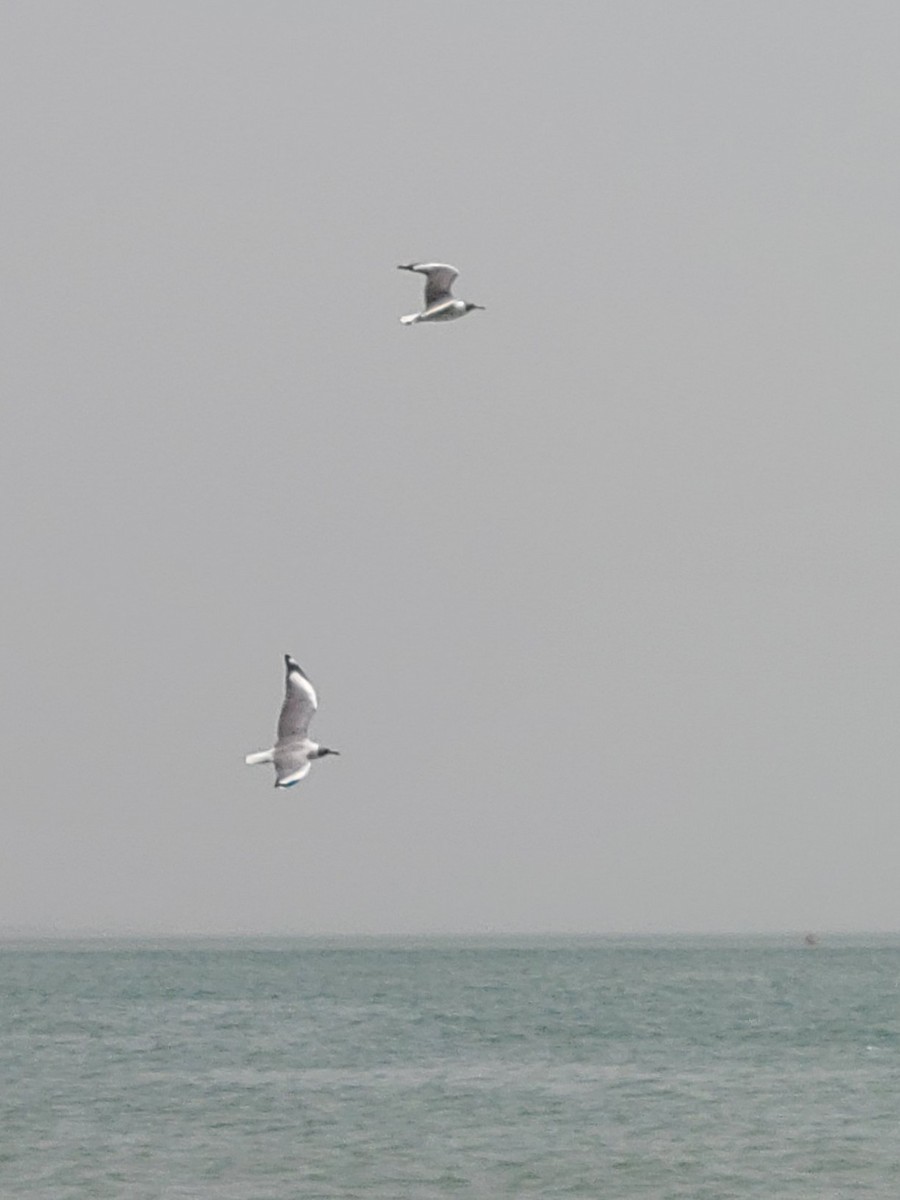 Gray-hooded Gull - ML618265882
