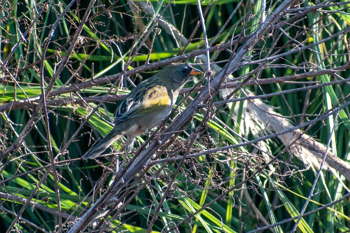 Great Pampa-Finch - ARIEL ROTONDO