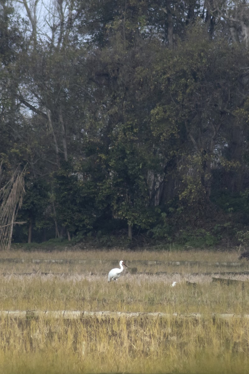 Siberian Crane - ML618265887