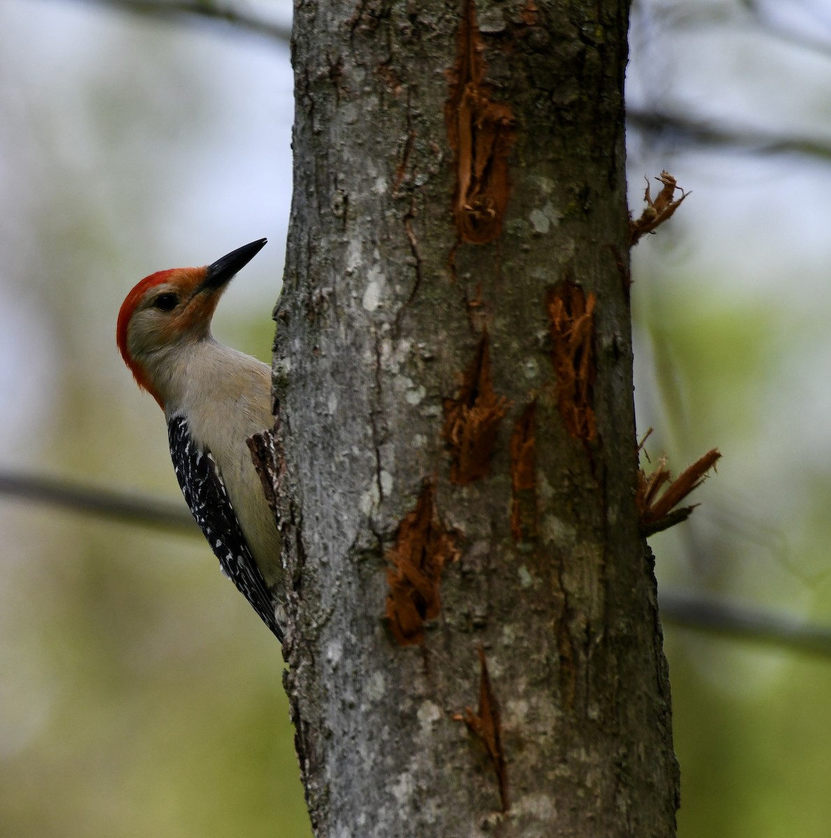 Red-bellied Woodpecker - wendy ambrefe