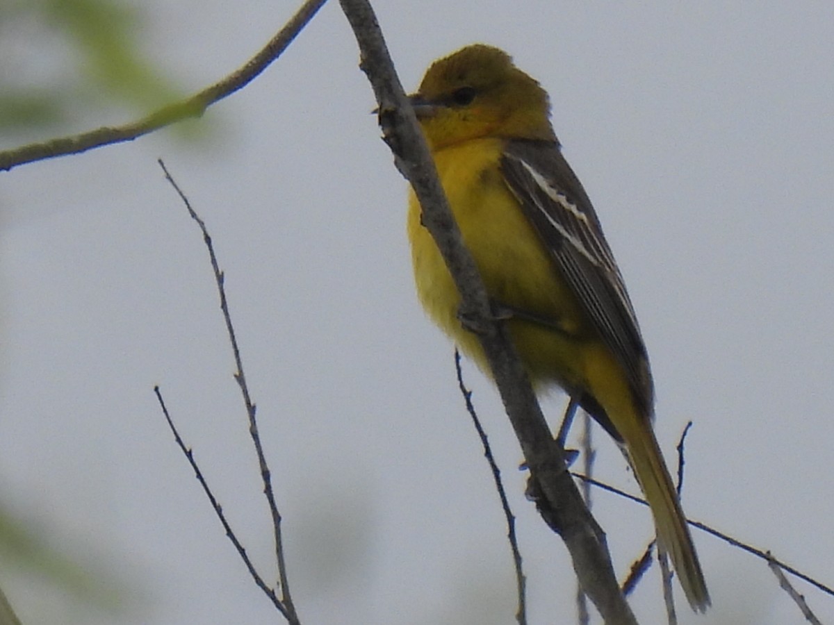 Orchard Oriole - Marie Asscherick