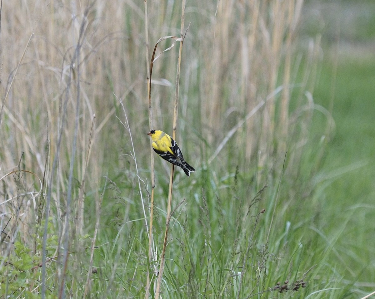 American Goldfinch - Kerry Carmichael