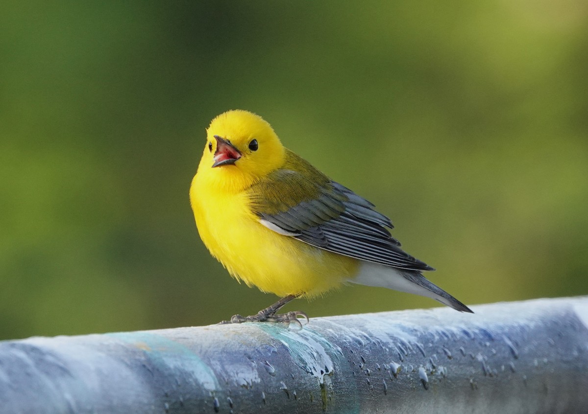 Prothonotary Warbler - Mark Goodwin