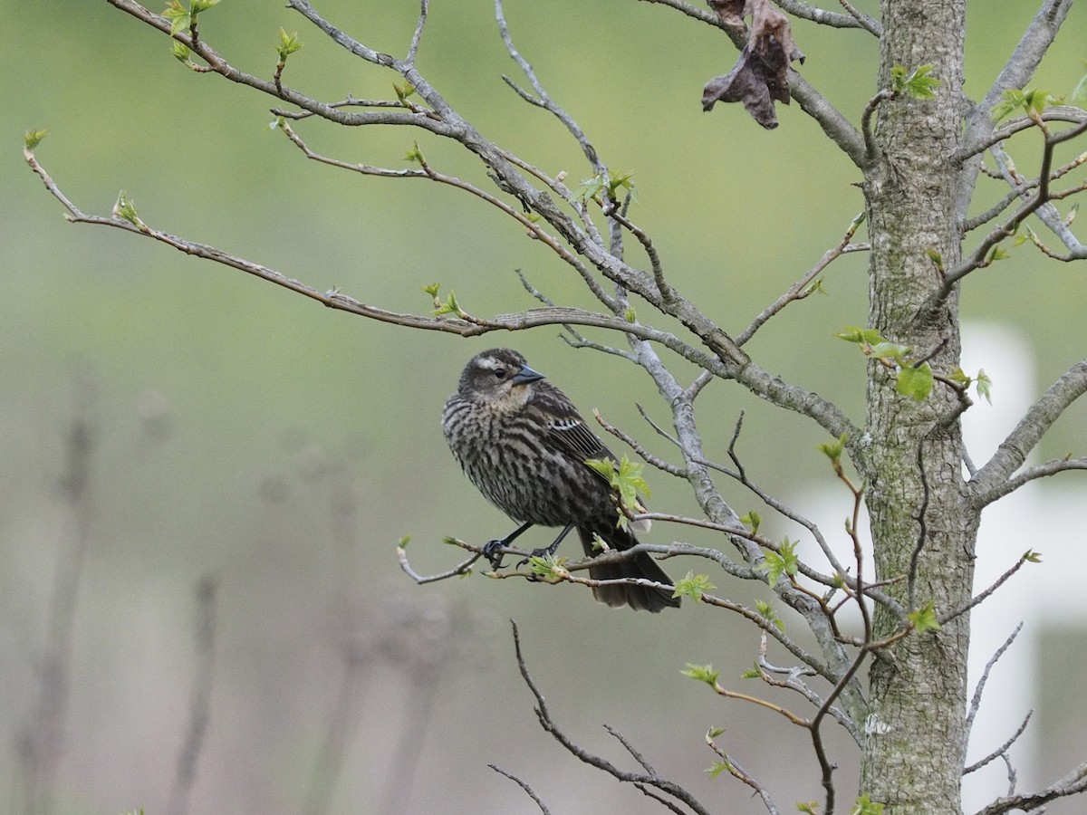 Red-winged Blackbird - Kerry Carmichael