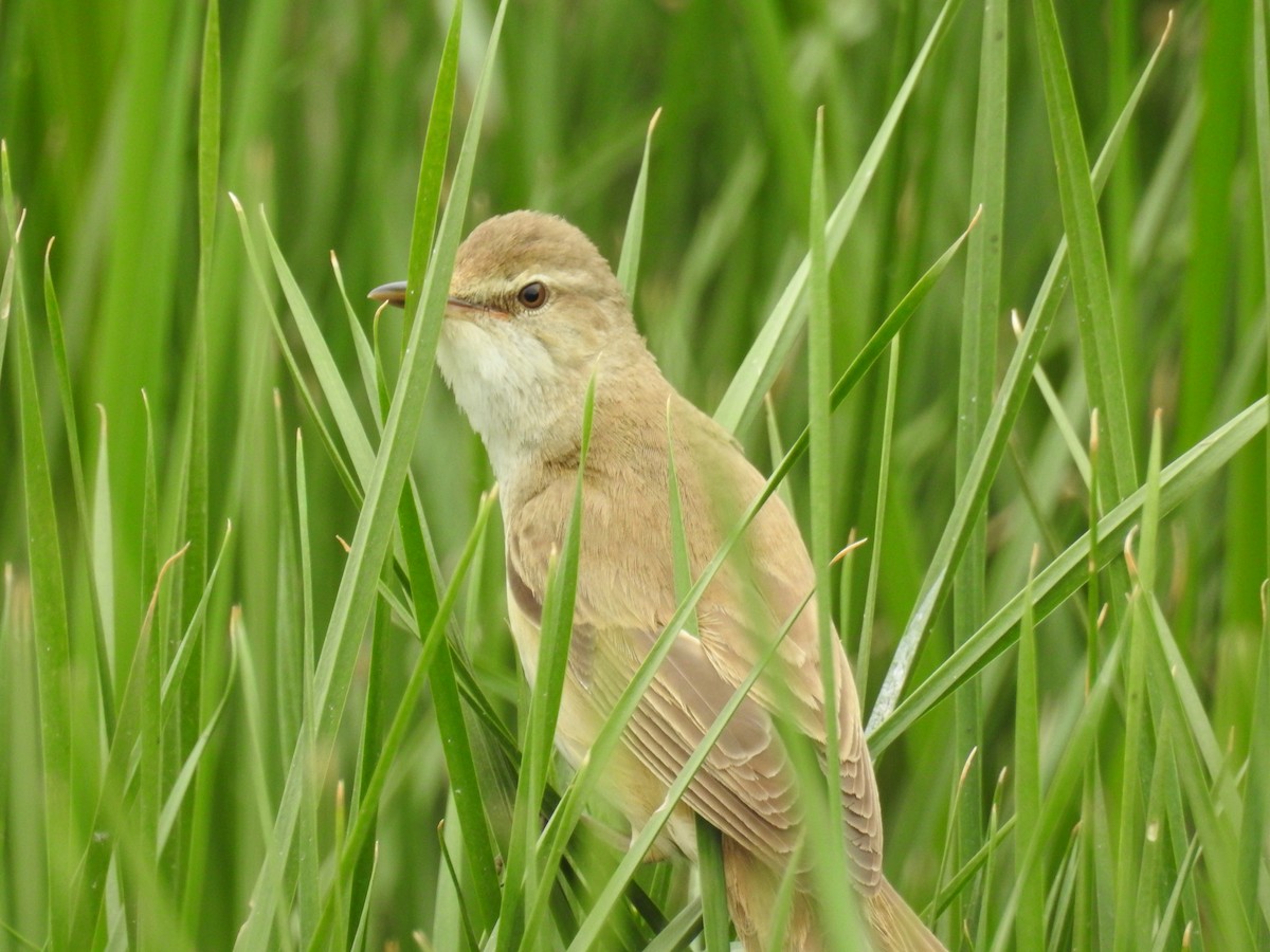 Great Reed Warbler - Güneş Deniz Yıldırım