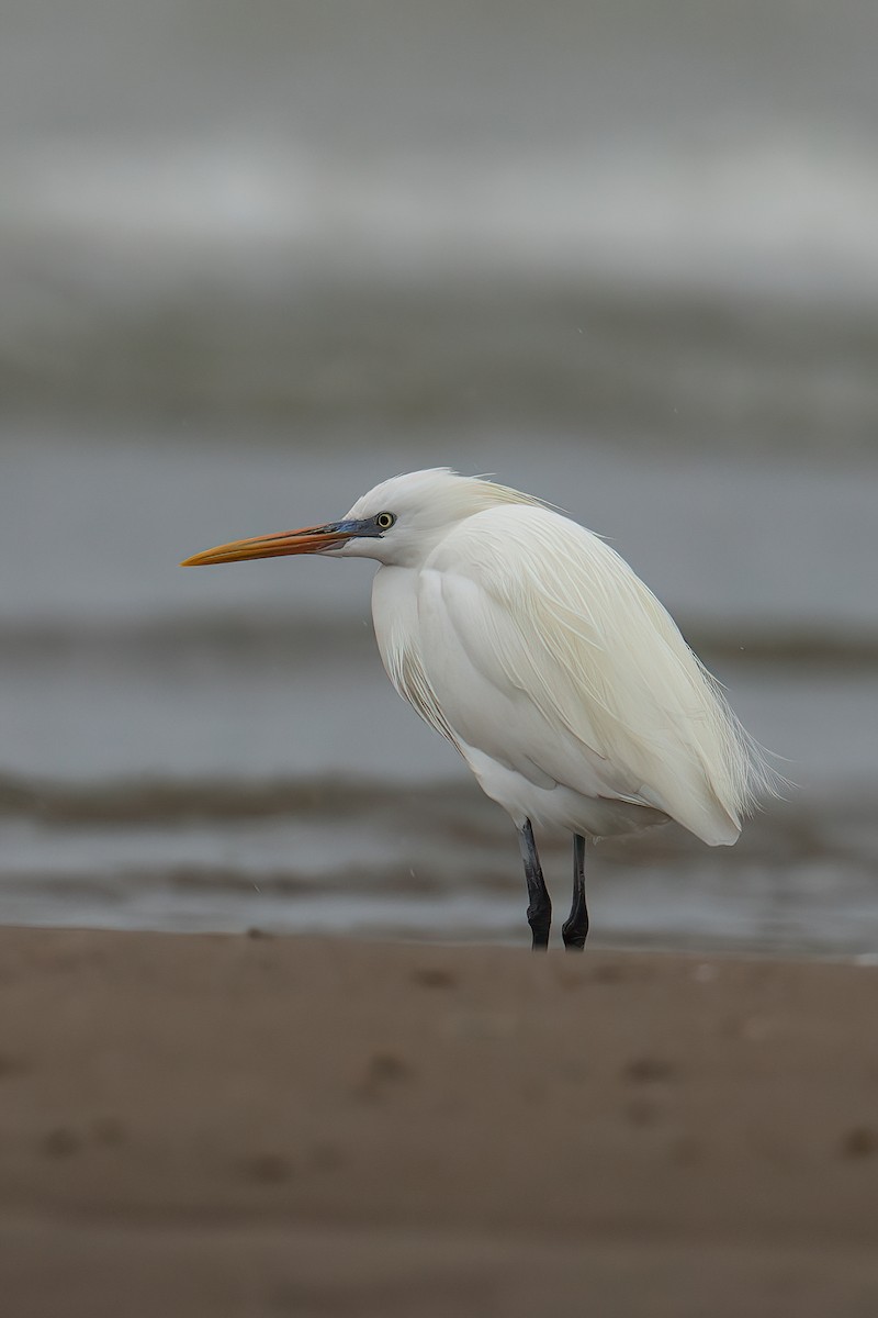 Chinese Egret - Zongzhuang Liu