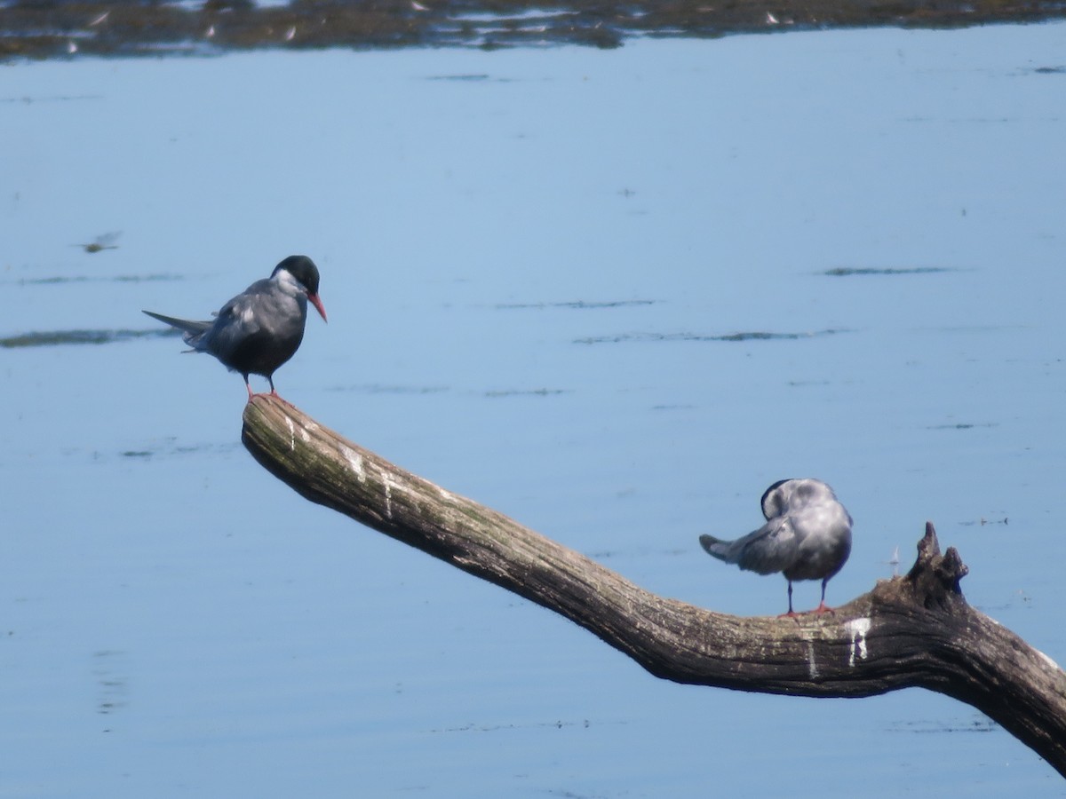 Whiskered Tern - Louis Sergent