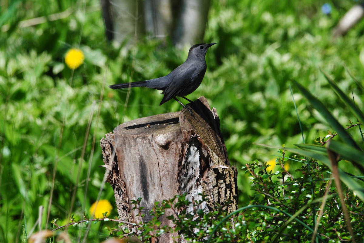 Gray Catbird - Janet Hellner