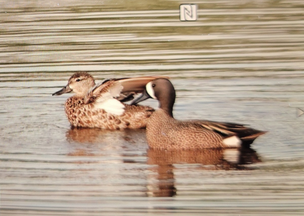 Blue-winged Teal - ML618266069
