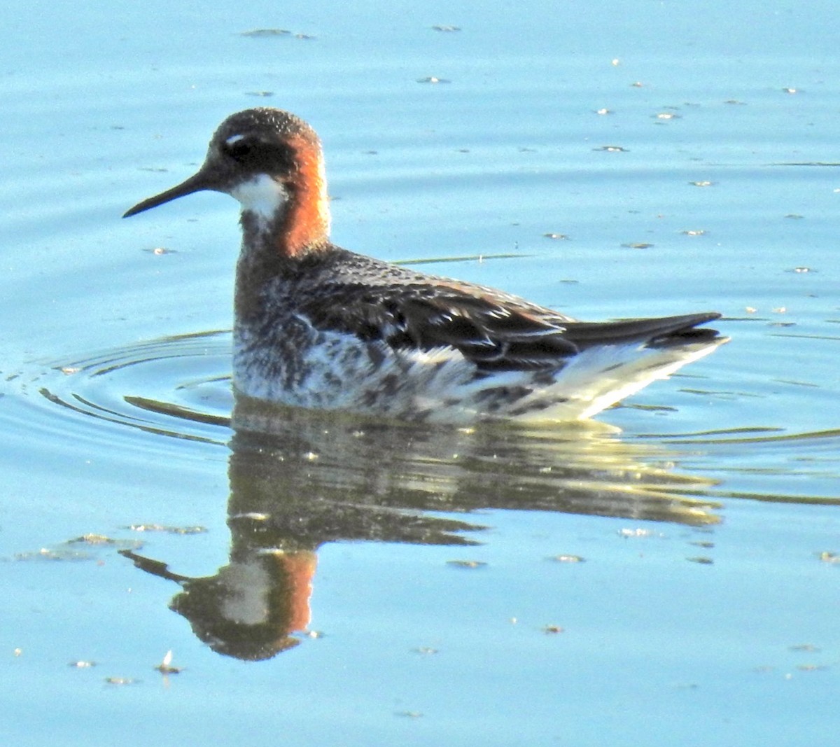 Red-necked Phalarope - alice horst