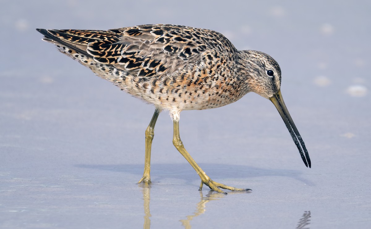 Short-billed Dowitcher - Mark Chappell