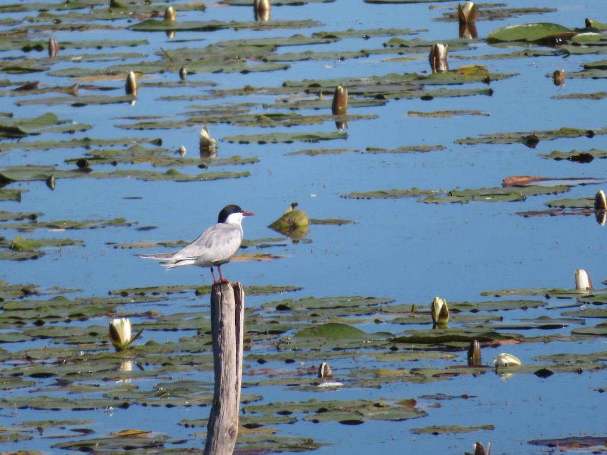 Whiskered Tern - Louis Sergent