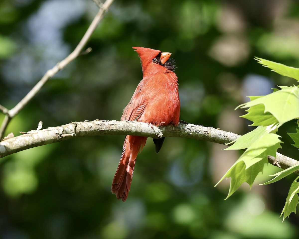 Northern Cardinal - ML618266103