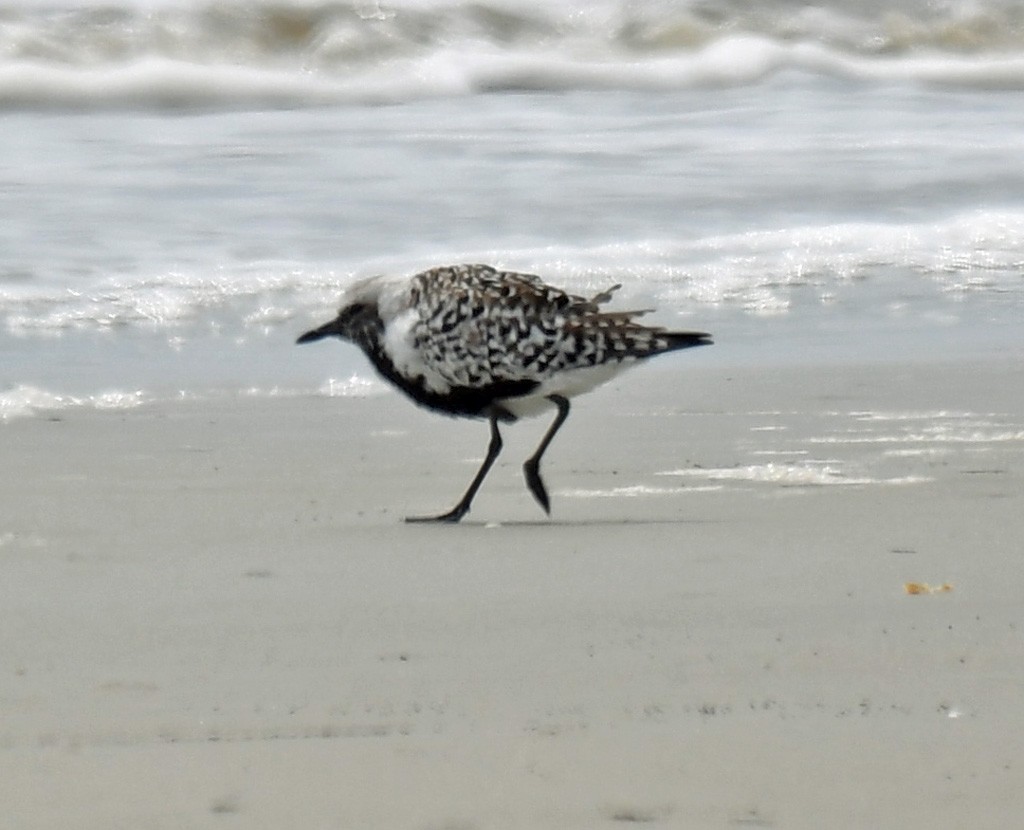 Black-bellied Plover - Giff Beaton
