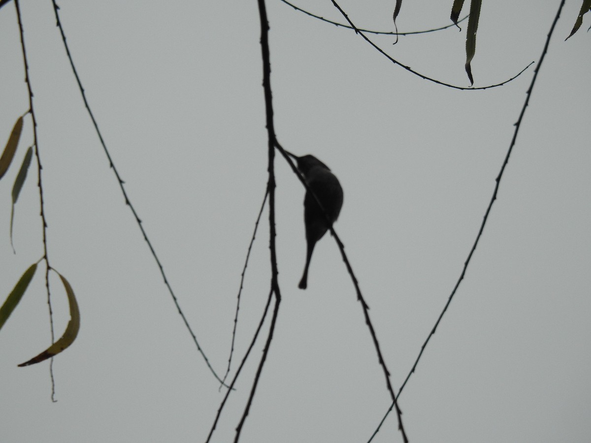 Slender-tailed Woodstar - ML618266163