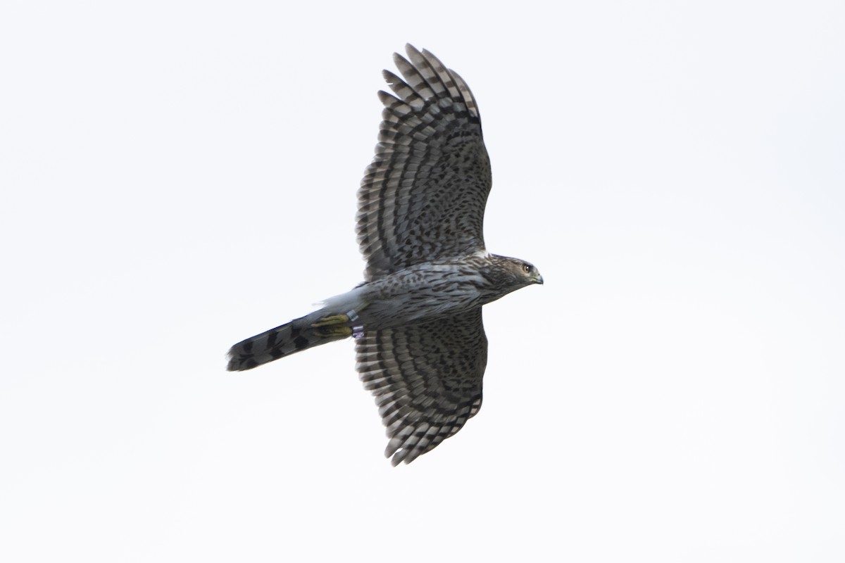 Cooper's Hawk - ML618266167