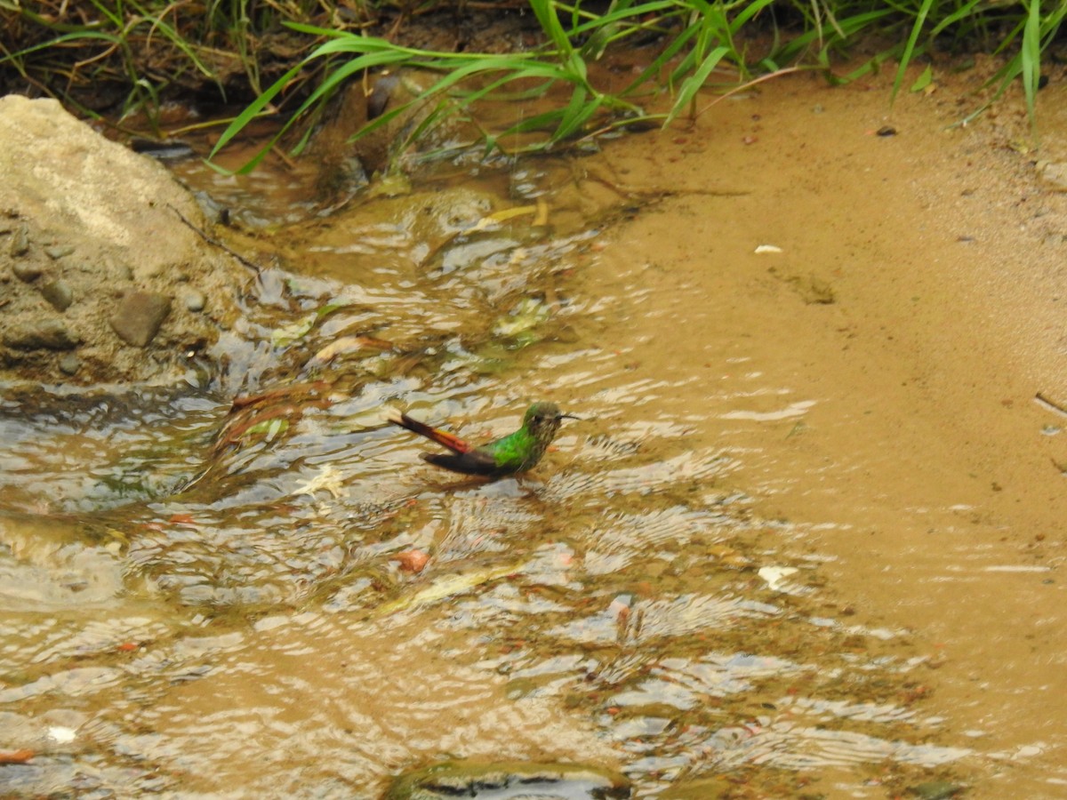 Red-tailed Comet - ML618266173