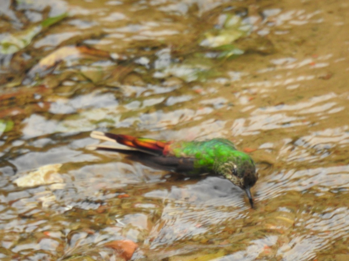 Red-tailed Comet - ML618266177