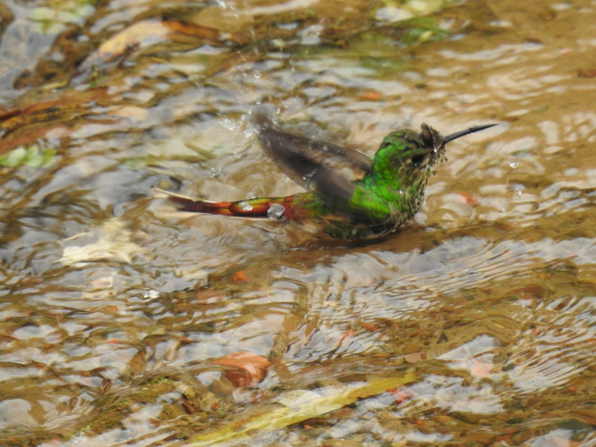 Red-tailed Comet - ML618266180