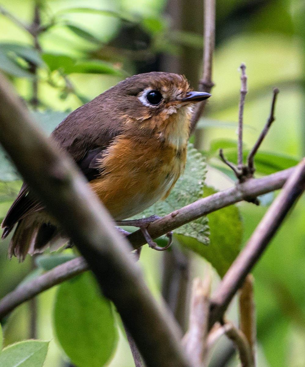 Leymebamba Antpitta - ML618266183