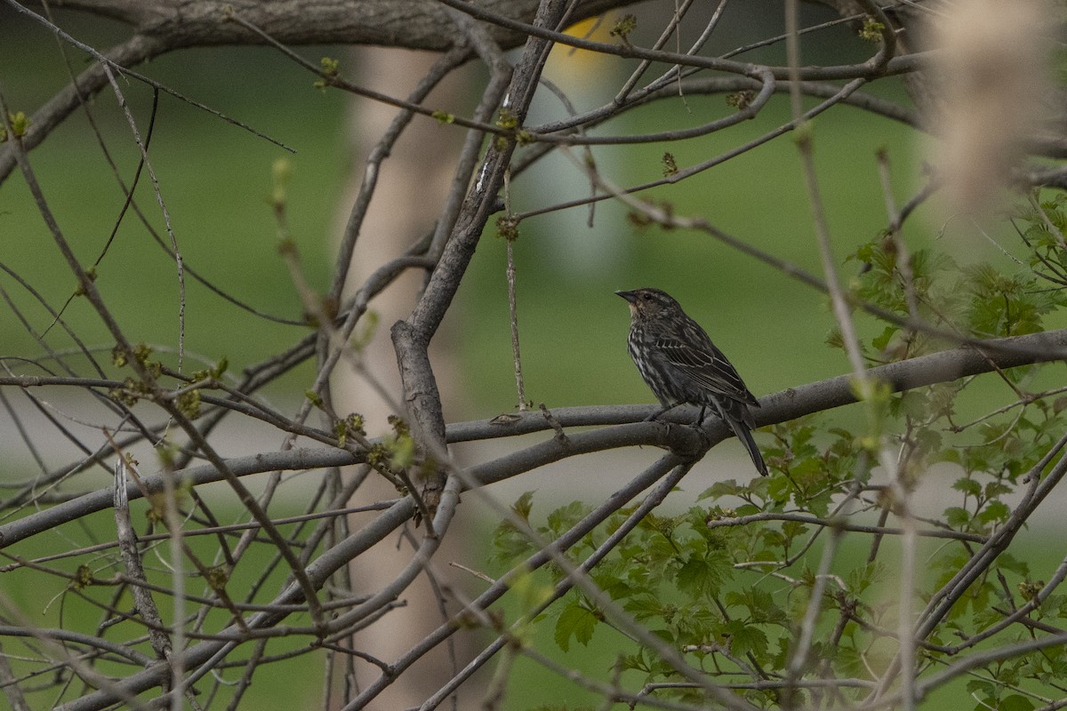 Red-winged Blackbird - Kyle Arpke