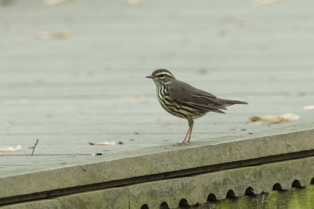 Northern Waterthrush - ML618266239