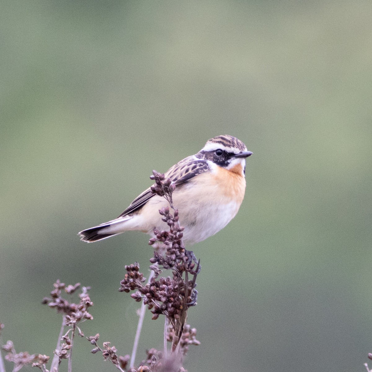 Whinchat - ML618266248