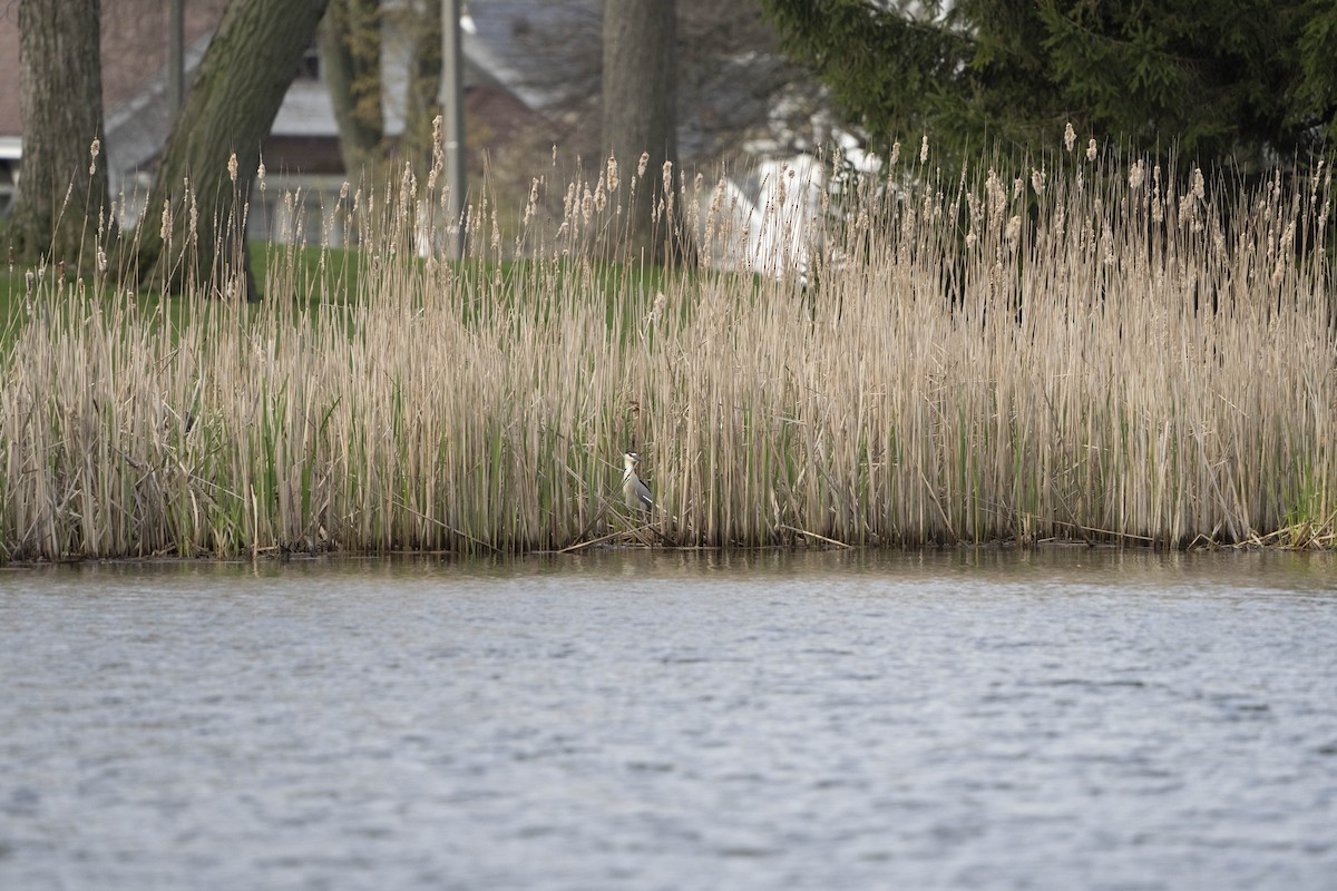 Black-crowned Night Heron - Kyle Arpke