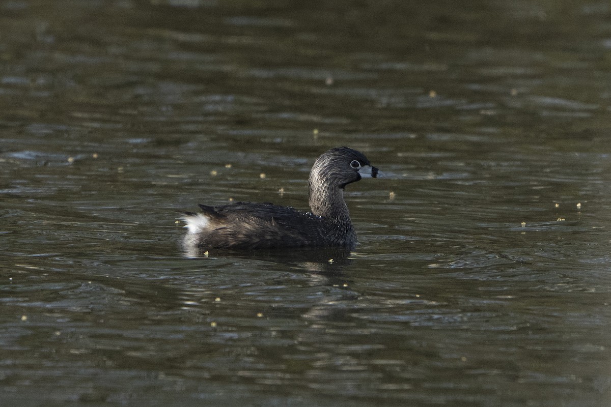 Pied-billed Grebe - ML618266260