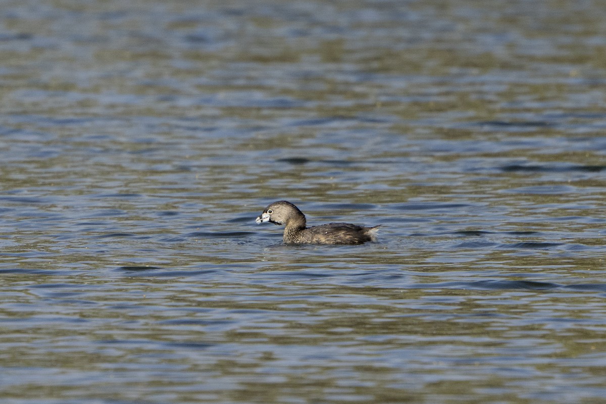 Pied-billed Grebe - Kyle Arpke