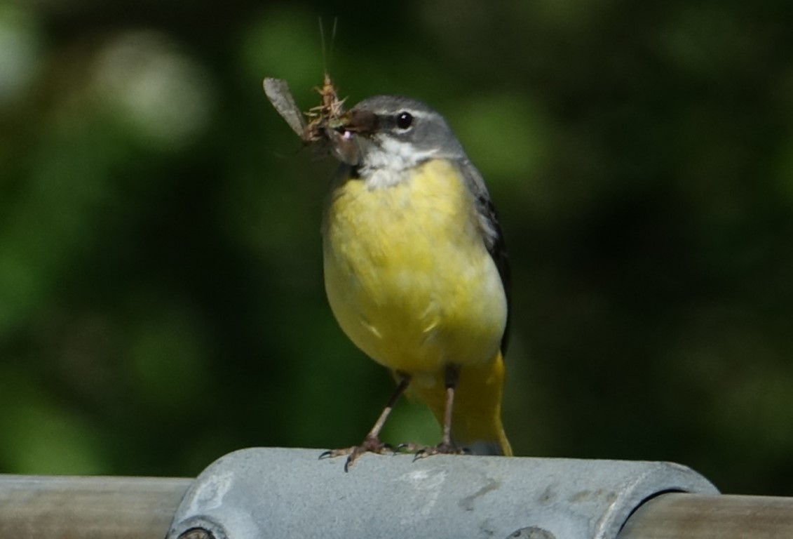 Gray Wagtail - Martin Brookes