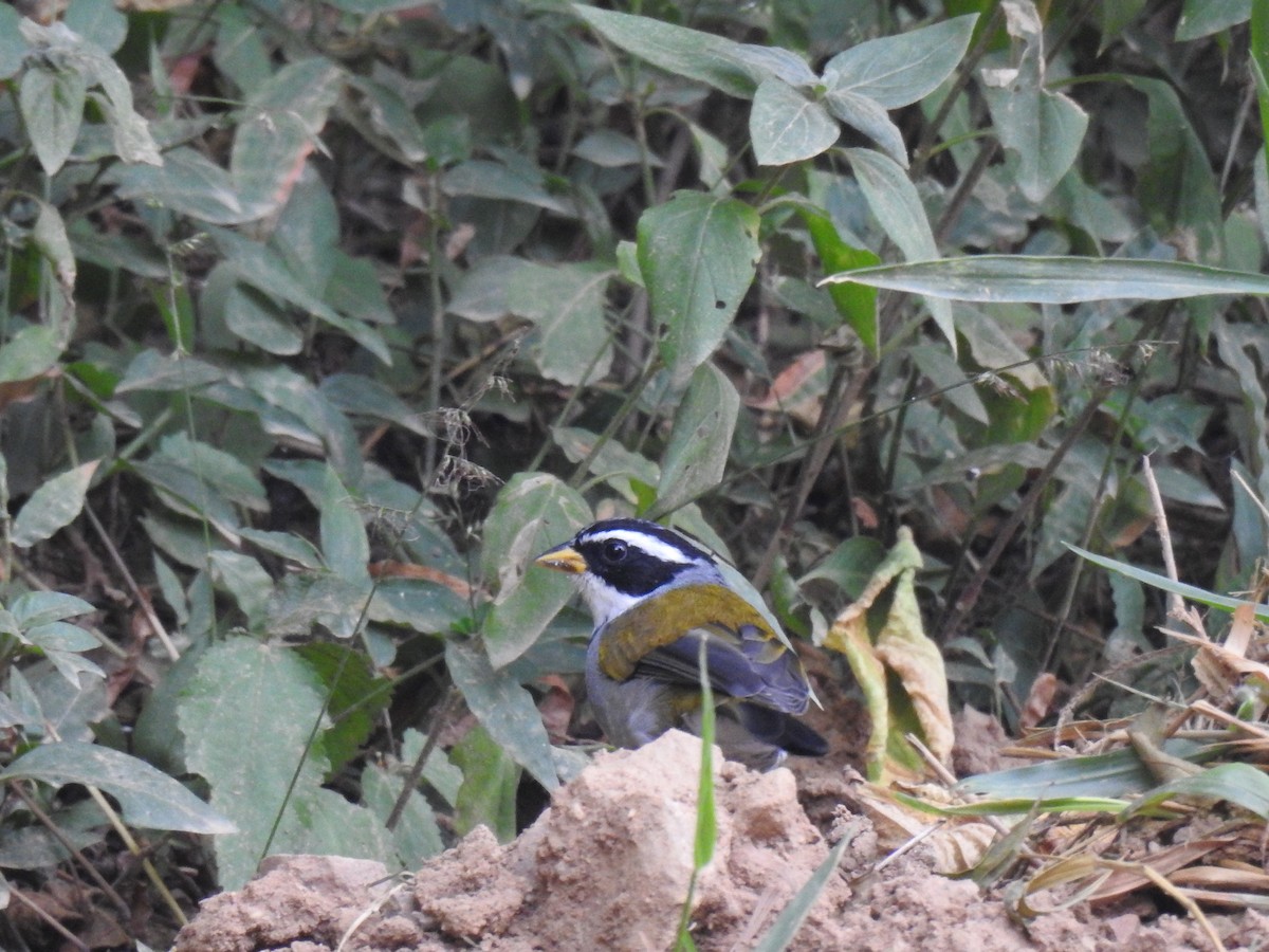 Moss-backed Sparrow - ML618266271