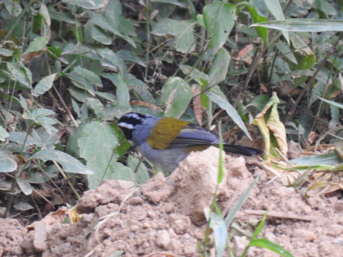 Moss-backed Sparrow - ML618266272