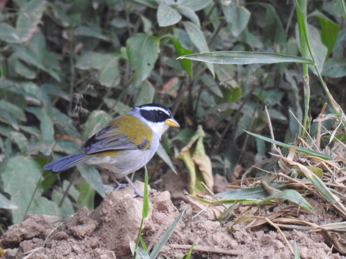 Moss-backed Sparrow - ML618266273